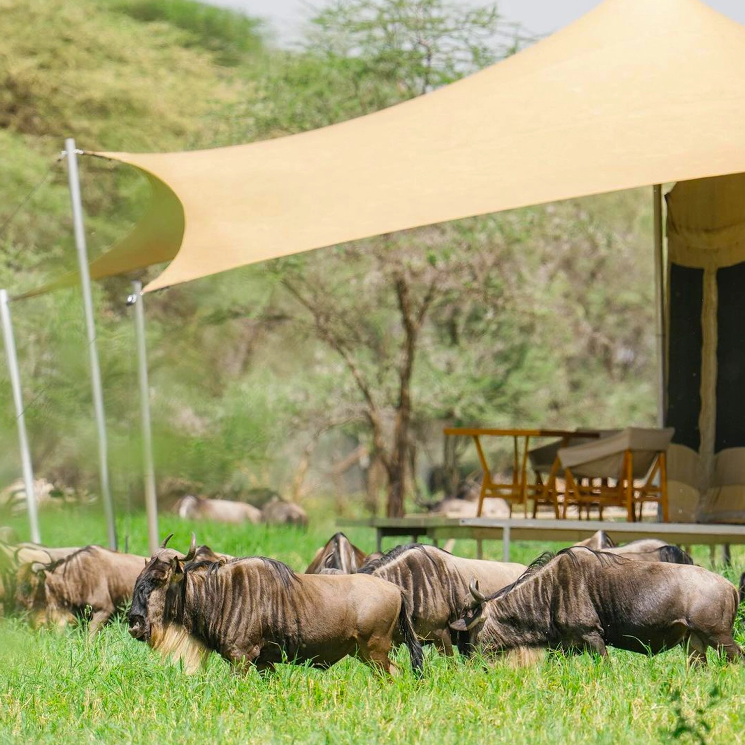 This Ultimate Serengeti Wildebeest Migration Safari (8-Day Tanzania, Serengeti Great Migration has been listed as one of the Seven Natural Wonders..